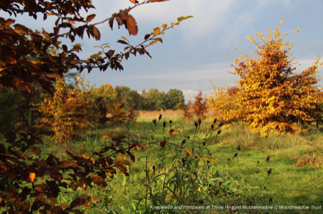 Knapweed and hornbeam